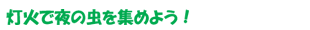 灯火で夜の虫を集めよう!