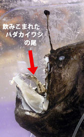 クロアンコウに飲み込まれたハダカイワシの尾
