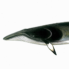 ミンククジラ
