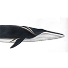 ナガスクジラ