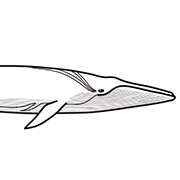 ナガスクジラ