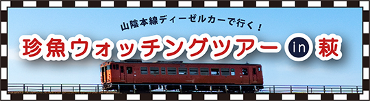 珍魚ウォッチングツアー