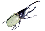 野山・町なか編 (カブトムシ)