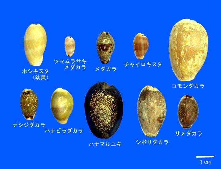 海からの宅配便4