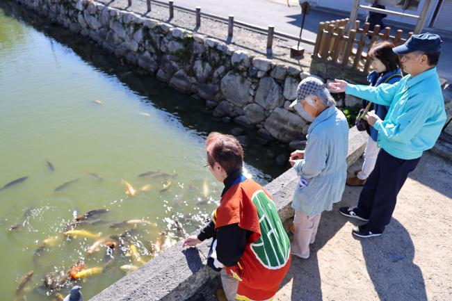 萩城の内堀に住むコイにエサやり