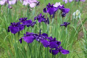 菖蒲