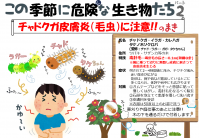 ちゃどくが