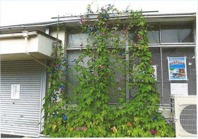 緑のカーテンコンテスト写真（JA山口県萩女性部　須佐支部）