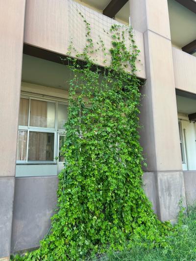 越ケ浜小学校