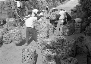 夏みかんの収穫風景の古写真