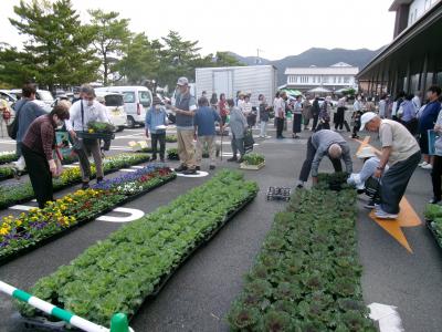 花苗