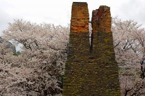 入選「桜に囲まれて」