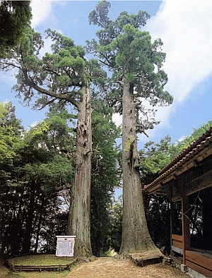 吉部八幡宮のスギ