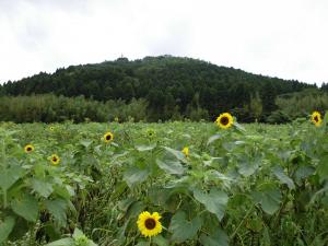 伏馬山
