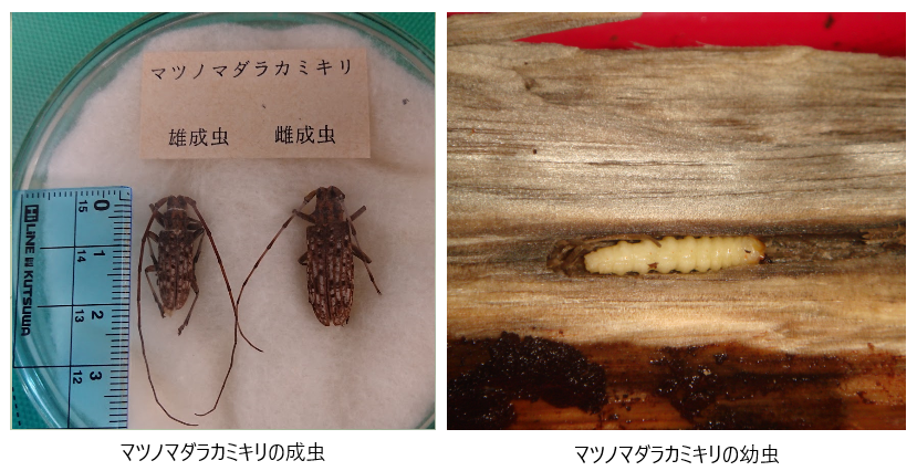 松くい虫被害について 萩市ホームページ