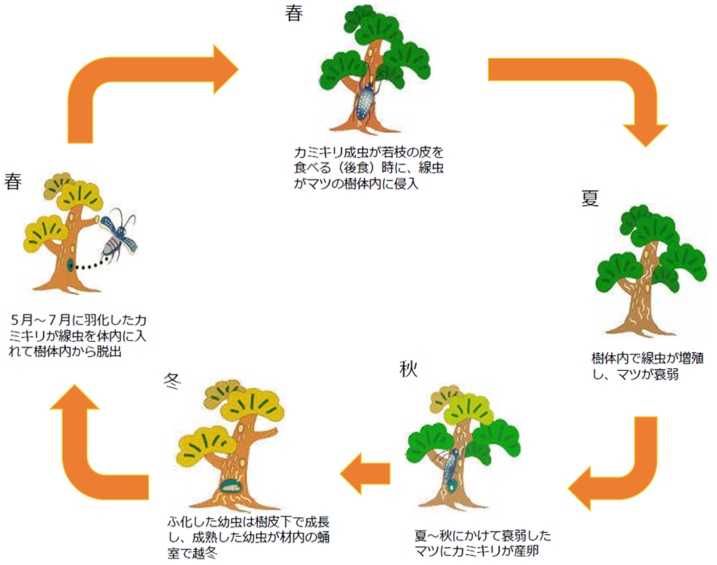 　松くい虫被害のしくみの画像