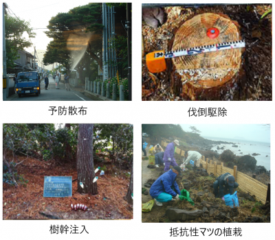 予防散布、伐倒駆除、樹幹注入、抵抗性マツの植栽の画像