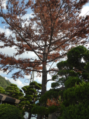 松枯れの画像