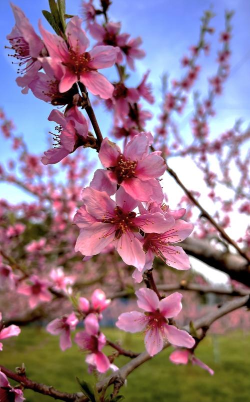 桃の花
