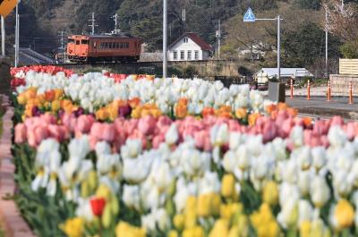 チューリップの向こうから列車が来ます