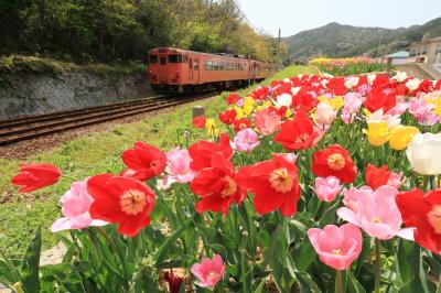 赤、ピンク、黄色と咲いたチューリップの横を列車が通っています