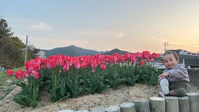 咲いたチューリップの花壇に子どもが笑顔で並んで座っています