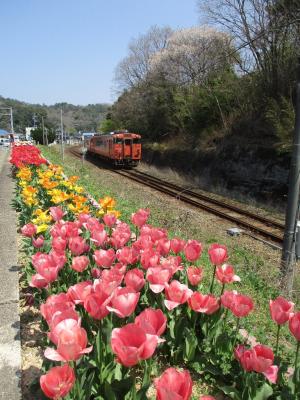 チューリップの横を列車が通ります