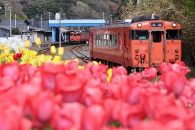 花壇の側を通る列車の手前に赤いチューリップが咲いています
