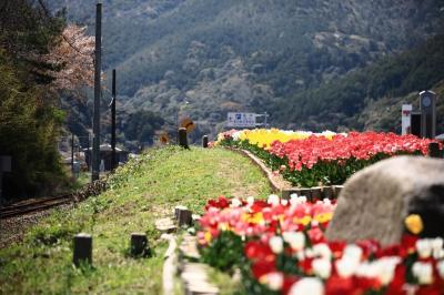 チューリップが咲いた花壇の奥に桜が終わりかけています