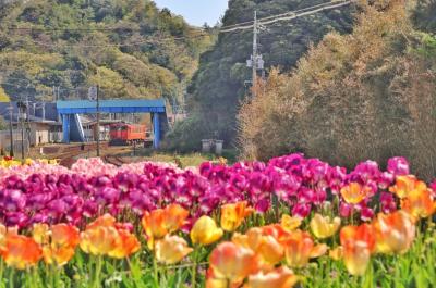 チューリップの咲いた花壇の奥から列車が来ます