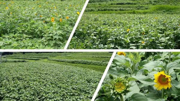 ひまわり生育状況7月15日
