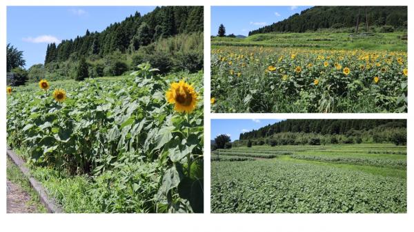 ひまわり生育状況７月２２日２
