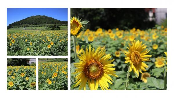 ひまわり生育状況７月２２日１