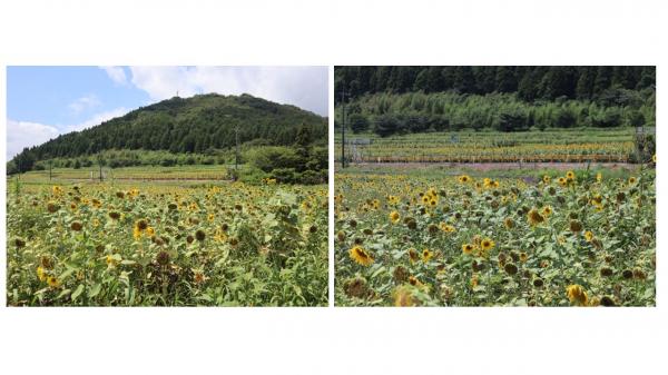 ひまわり生育状況８月５日１