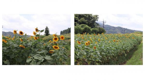 ひまわり生育状況８月５日２