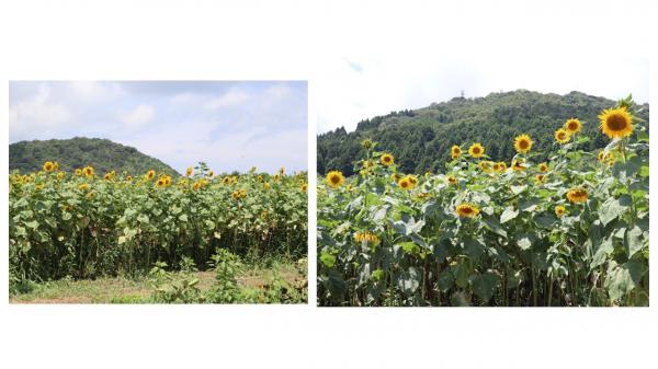 ひまわり生育状況８月５日３