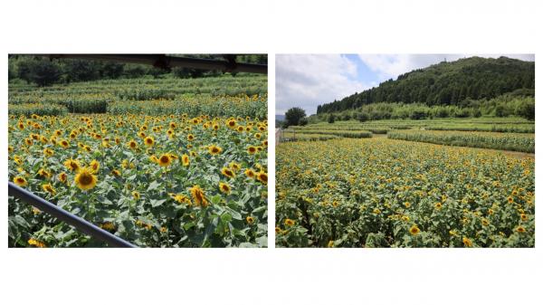 ひまわり生育状況８月５日４