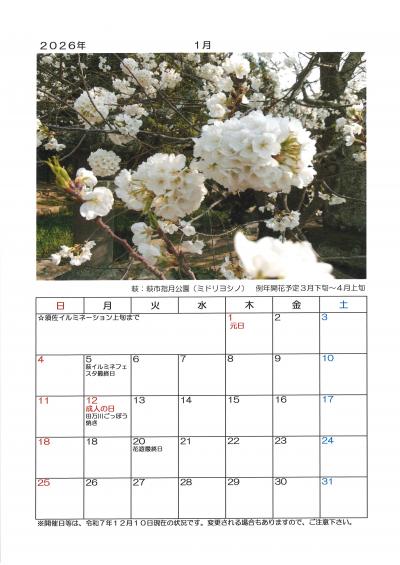 ２０２６年　萩の桜カレンダー　１月　萩：指月公園（ミドリヨシノ）