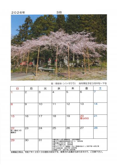 ２０２６年　萩の桜カレンダー　３月　萩：南明寺（イトザクラ）