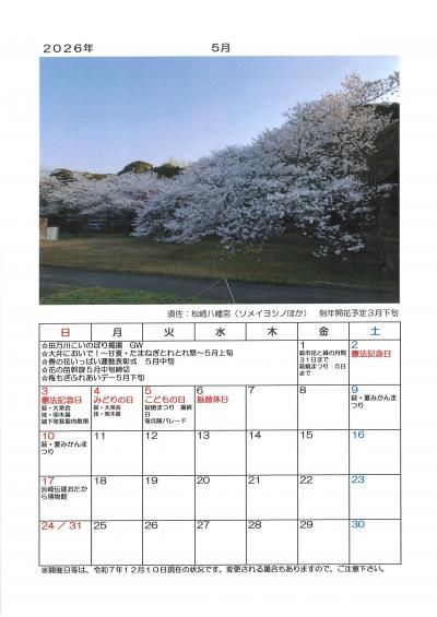 ２０２６年　萩の桜カレンダー　５月　須佐：松崎八幡宮（ソメイヨシノほか）