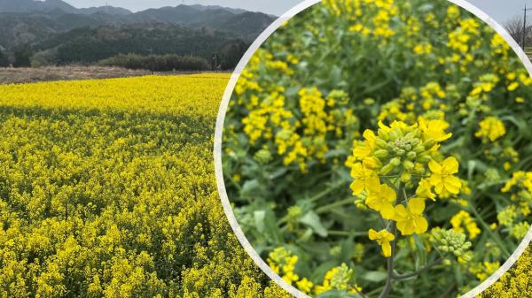 菜の花畑