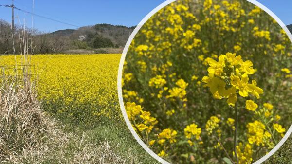 菜の花畑