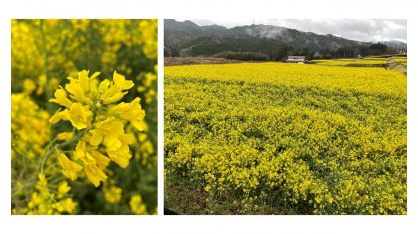 菜の花畑