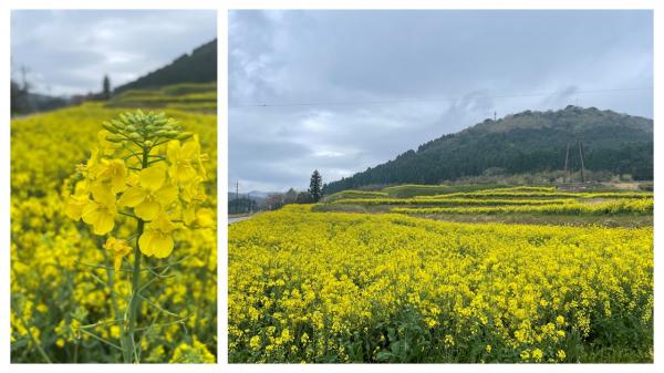 菜の花畑