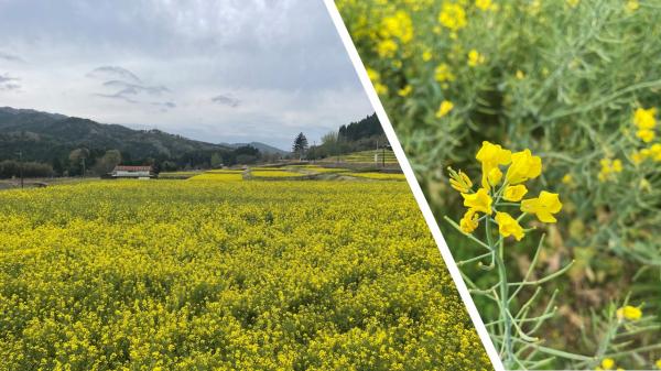菜の花畑