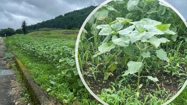 ひまわり生育状況7月6日