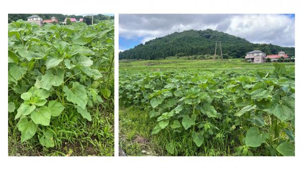 ひまわり生育状況７月９日
