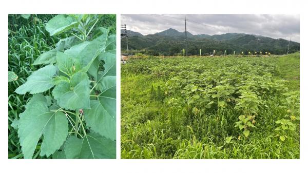 ひまわり生育状況７月９日