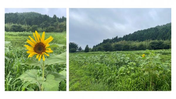 ひまわり生育状況７月９日